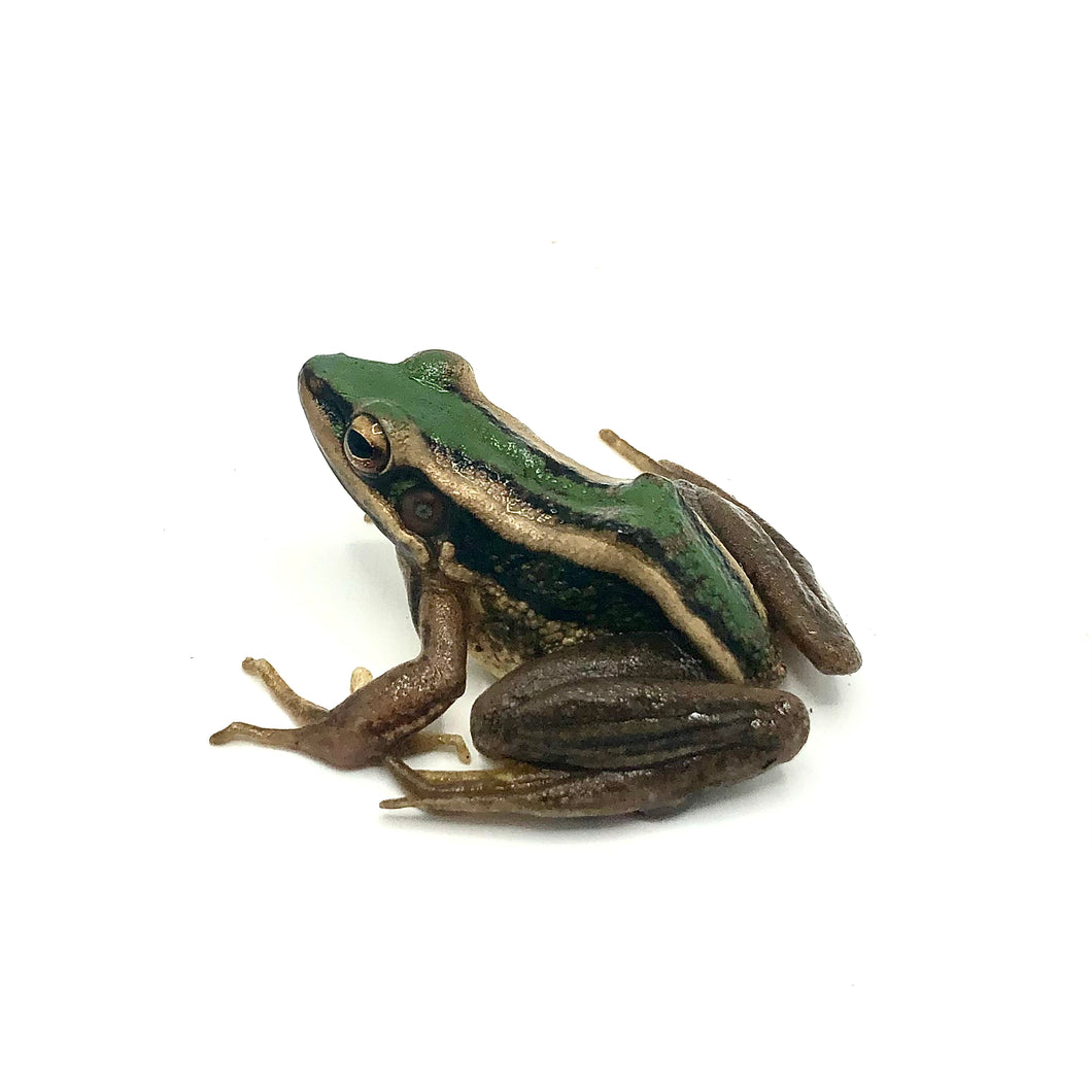 Asian Green Back Tree Frog #AGBTFMP
