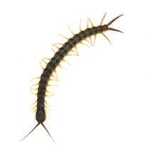 Load image into Gallery viewer, Desert Tiger Centipede
