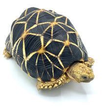 Load image into Gallery viewer, Indian Star Tortoise #ISTF01
