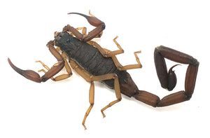 Florida Bark Scorpion