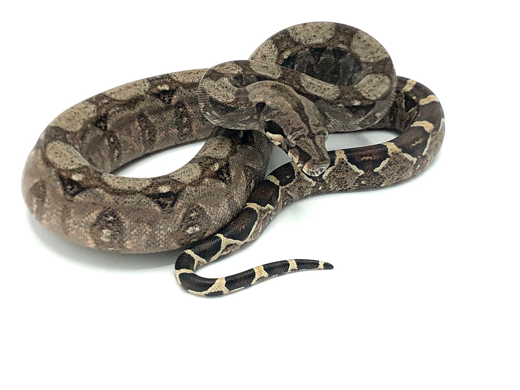  Red Tail Boa Constrictor that carries the genes for 2 different strains of albino