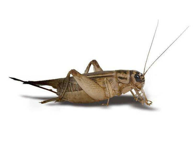Crickets 🦗