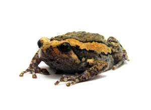 Chubby Frog #CF01