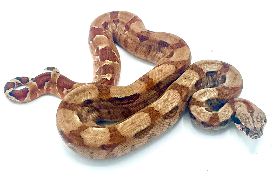 EBV Hypo Red Group Boa Constrictor #EBVHRGBF02