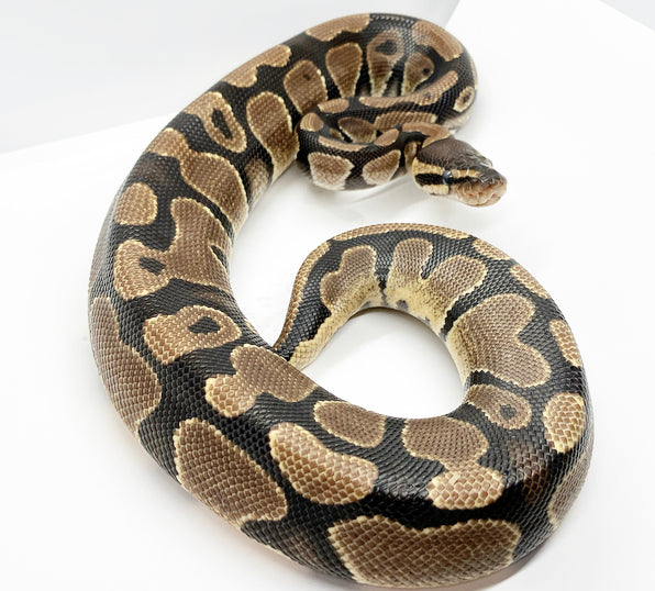 Ball Python Het. Lavender Female