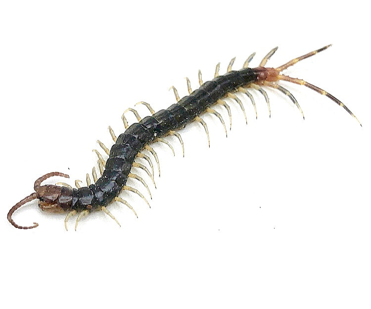 Red Tail Olive Centipede