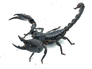 asian forest scorpion