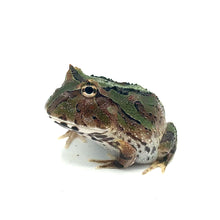 Load image into Gallery viewer, Green Fantasy Horned Frog #GFHFUNMP
