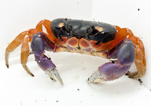Halloween Crab #Crab01