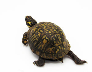 adult box turtle