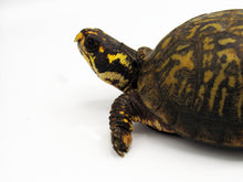 Load image into Gallery viewer, eastern box turtle
