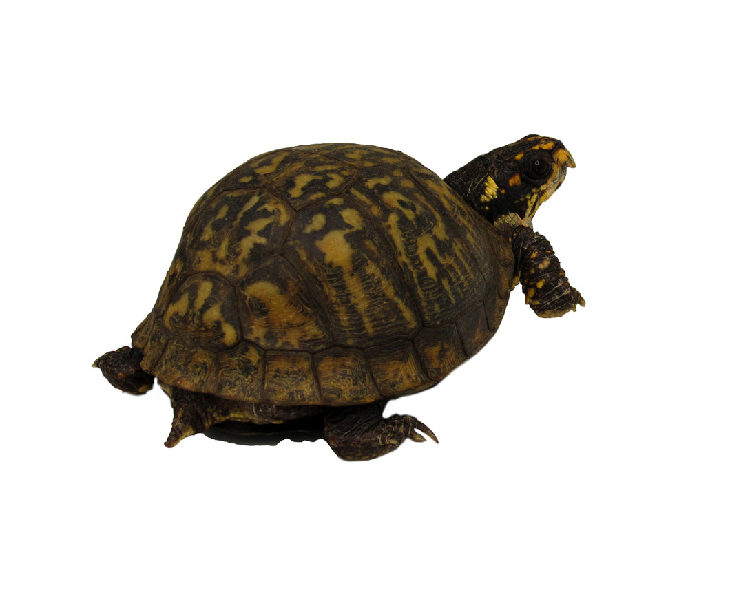 male eastern box turtle