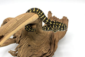 baby carpet python