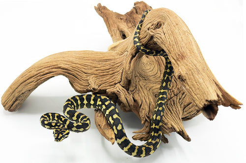 highlighter carpet python
