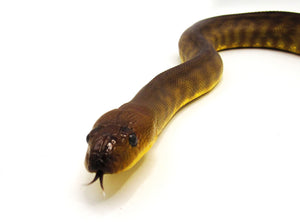 Male Woma Python #MWP01