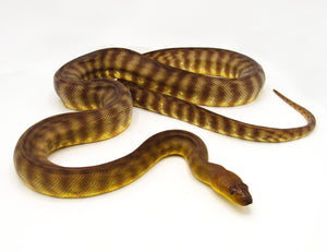 Male Woma Python #MWP01