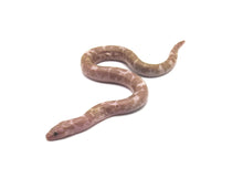 Load image into Gallery viewer, Snow Kenyan Sand Boa Male #SKSB01
